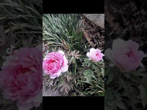 牡丹に最適な肥料は何ですか?この春、美しい花を咲かせるための実践ガイド!  庭園