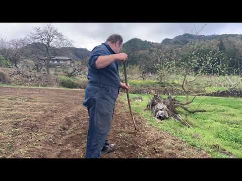 Potato farming on my most fertile plot of land in Japan. Let's get the potato seeds in the ground!