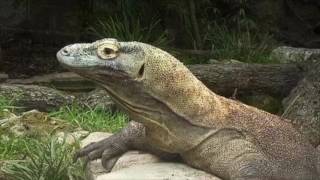 Save the Komodo Dragons!