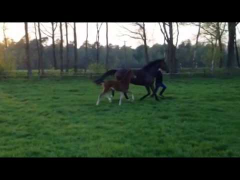 Stutfohlen Februar 2014 von Zinedine-Stakkato