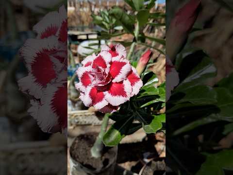 Rosas do deserto floriferas #rosadodeserto#plantas#flores#nordeste#piauí#jardinagem