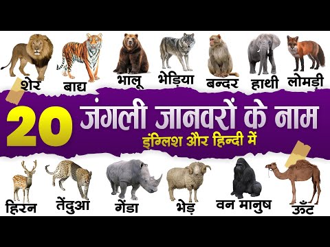 20 wild animals name in english and hindi with pictures | जंगली जानवरों के नाम हिंदी और अंग्रेजी में