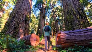 Hiking California's Redwood Backcountry (Part 2) | Ridge Traverse & Descent via McArthur Creek