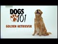 Golden Retriever - DOGS 101 - Golden Retriever (ENG)