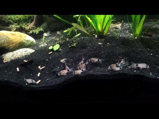 New Group of Panda Corydoras Exploring the Tank