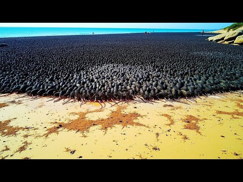 Thousands of Rats Were Left Alone With Penguins on a Small Island, and the Results Shocked Everyone