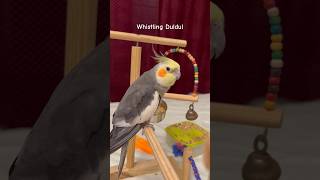 Download lagu Whistling cockatiel Duldul #Duldulsinging mp3