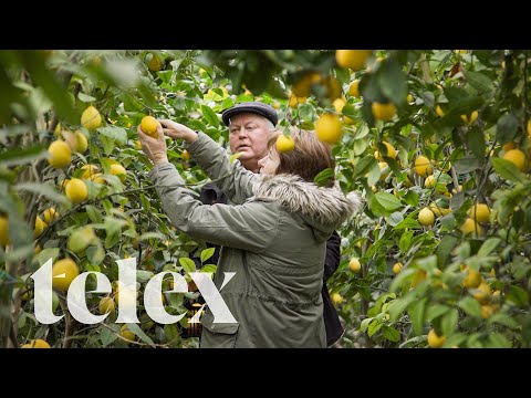 Ők a legnagyobb magyar citromtermelők: a lajosmizsei Szőrös házaspár
