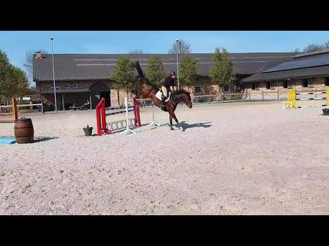 Caitlyn Mare 2014 by Contendro Training Home CJ4