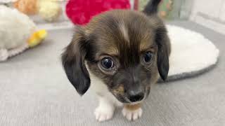 ハーフ犬の動画02