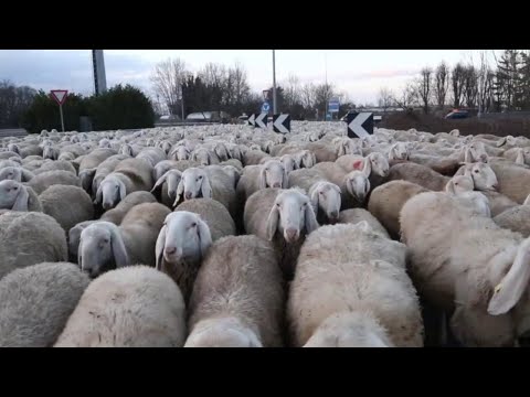 , title : 'Transumanza del gregge, 1300 pecore a Vigevano'