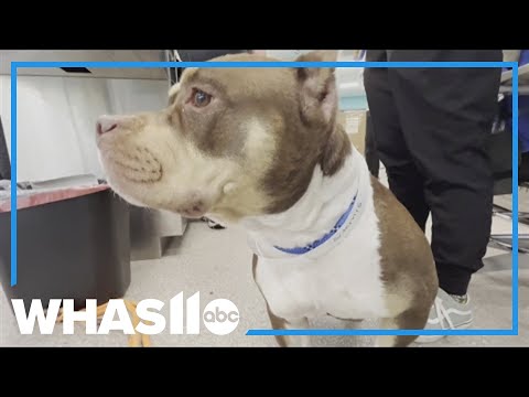 Louisville Metro Council offering free dog clinic; Here's when - YouTube