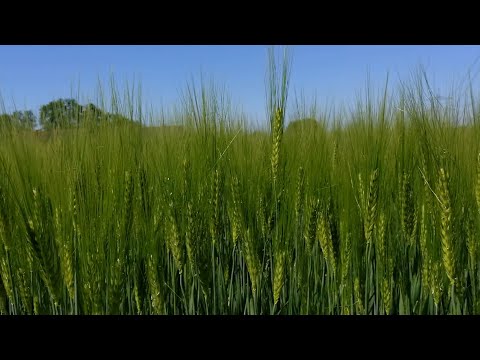 Update Gerste und Roggen in Direktsaat