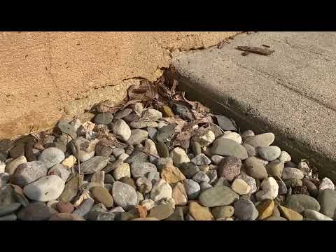 A Big Infestation of Odorous House Ants in Shrewsbury, NJ
