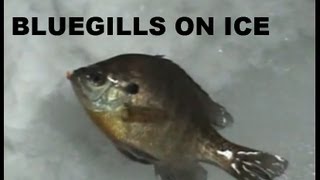 preview picture of video 'Bluegills on Ice'