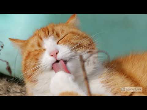 josh pan - Cat Shat in the Box - Dance & Electronic | Angry