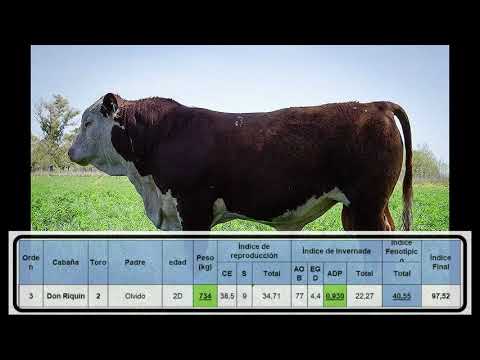 Cabaña Don Riquin toro 2 orden 3