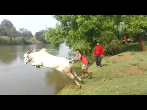 Cow jumps into the river