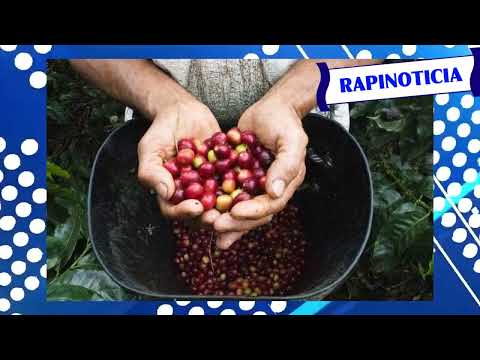 RAPINOTICIA - CONSECUENCIAS DE LA SEQUÍA EN EL SECTOR CAFETERO DE CONSACÁ, NARIÑO.