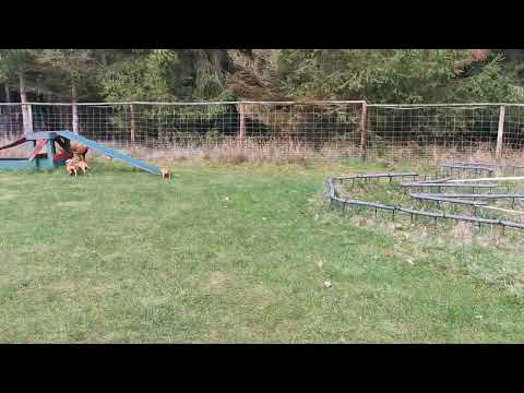 Erster Ausflug mit Magyar Vizsla Welpen - Teil 2