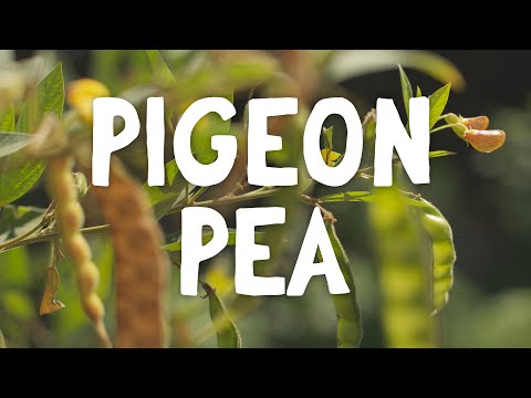 , title : 'How To Grow ~ Pigeon Pea'