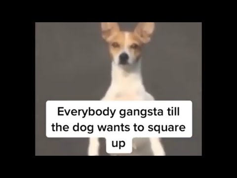 everyone gangsta till tiktok memes