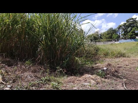 Moradores reclamam de mato alto em área do Pq. Universitário