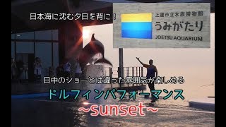 【うみがたり】イルカショー~sunset~【上越水族館】