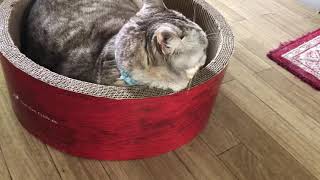 ｢このねこ鍋寝心地いいにゃ！｣2021/4/23
