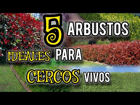 5 Arbustos ideales para cercos vivos 🌿