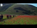 WEB EXTRA Colorful Flower Bloom In Italy