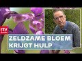 Uitgestorven orchidee trekt het niet op eigen kracht | RTV Drenthe