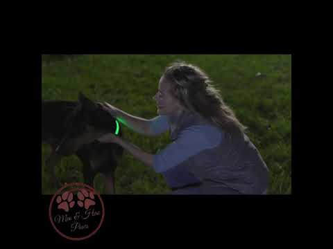 LED Dog Collar,Night Safety