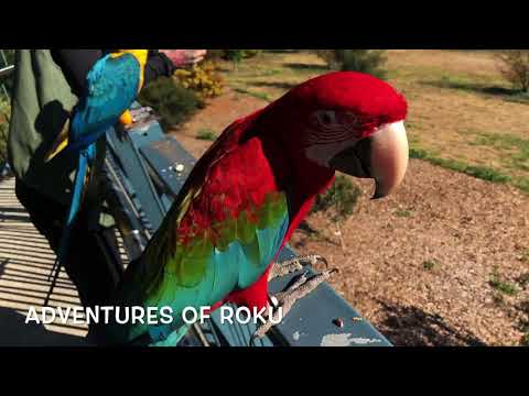 Korra & Pabu welcoming Django Part 1_2