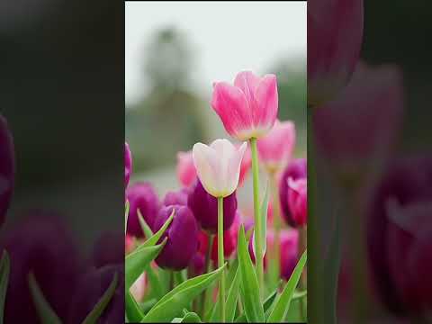鬱金香花語顏色