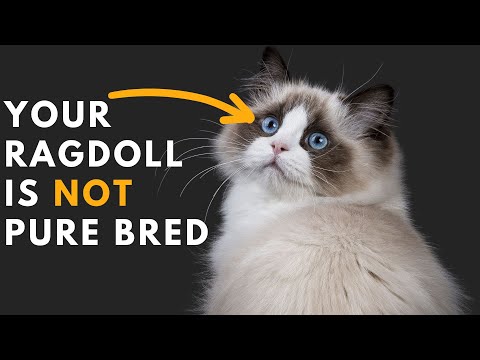 How to identify Your Ragdoll Cat is Pure Bred or Not