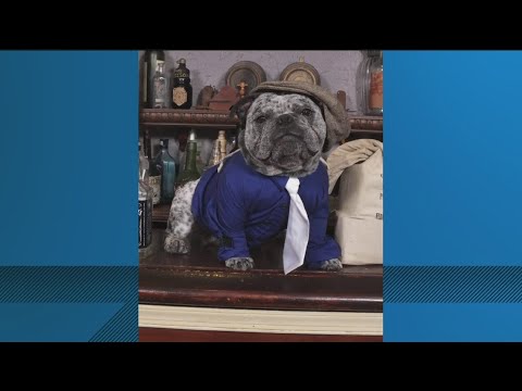 Woman demands answers after dog died during grooming appointment