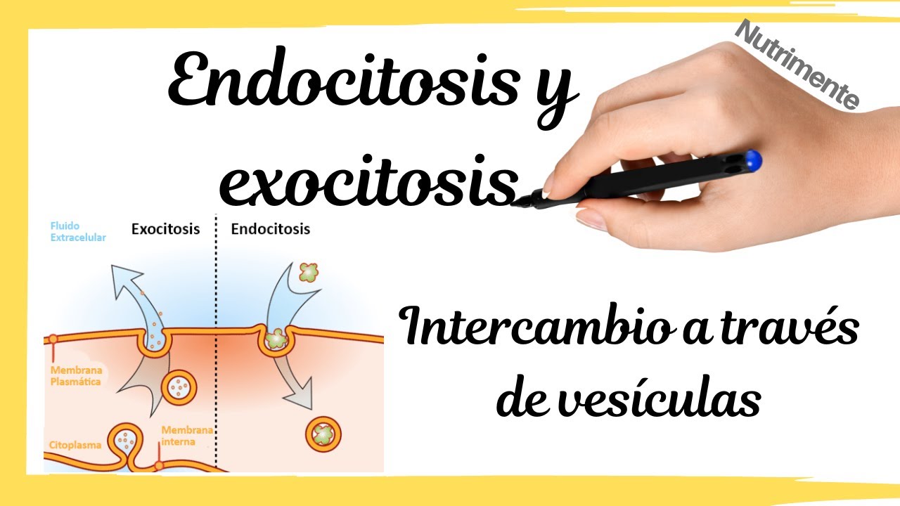 [ENDOCITOSIS Y EXOCITOSIS]  Intercambios a través de vesículas