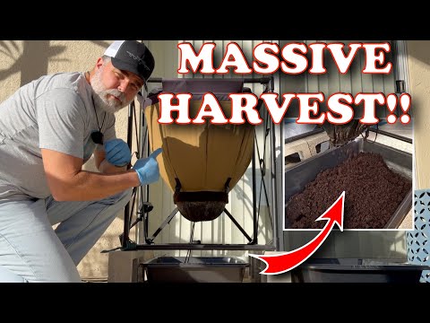 This Urban Worm Bag Harvest Completely Shocked Me After 4 Months | Vermicompost Worm Farm