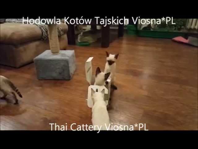 Thai Cats Viosna*PL - Miot I - No box is too little for a cat