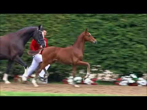 2. Reservesieger NRW "Escalito" von Escolar - Conello als Fohlen