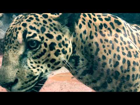 Blackwater OG - Slash Down (trailer)