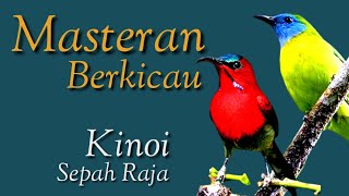 Download lagu Sepah Raja dan Kinoi Andalan Masteran Berkicau mp3 Download lagu Sepah Raja dan Kinoi Andalan Masteran Berkicau mp3