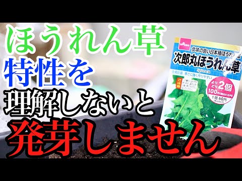 春に種や苗からほうれん草を播種するにはどうすればよいですか？何の品種ですか？  庭園