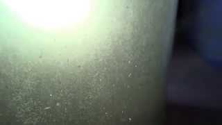 Paramecium Culture - Start one for free! Your fry will love you for it!