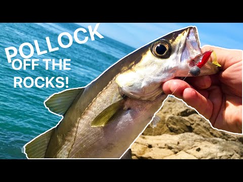 Lure fishing for Pollock off the rocks with Casting Jigs! Anglesey