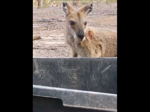 El cuervo ayudó al canguro a eliminar las pulgas❤️#animals #love #shorts
