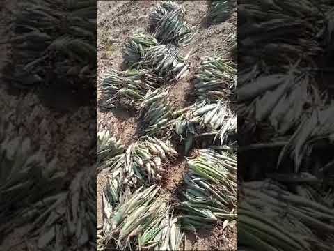 Aloevera Plant