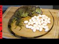 IGUANA EGG HARVEST Florida CATCH BOIL And COOK