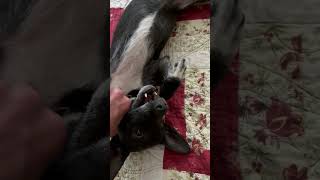 Video preview image #1 Chihuahua-Unknown Mix Puppy For Sale in San Jose, CA, USA